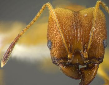 Media type: image;   Entomology 34186 Aspect: head frontal view